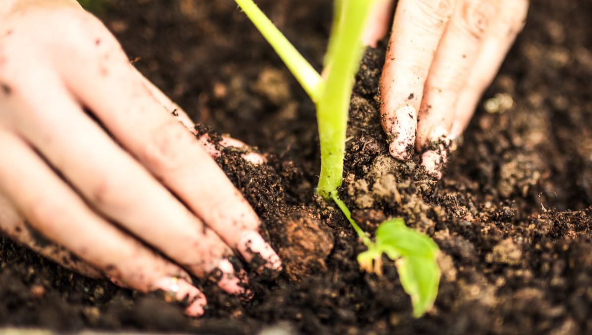 Esta semilla da una reconocida planta dentro del mundo de la gastronomía