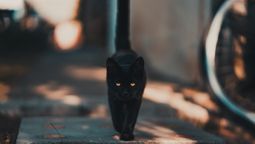 Aún hoy, los gatos negros son vistos como una señal de futura mala suerte.