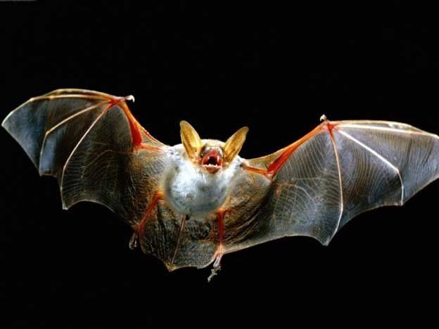 &iexcl;Qu&eacute; hace! Una influencer se grab&oacute; comiendo murci&eacute;lagos.