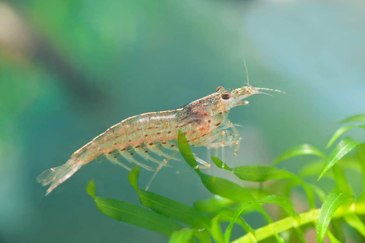 Las gambas pueden ser encontradas cerca del suelo marino en las costas y estuarios, así como en ríos. Imagen: Pixabay Las gambas pueden ser encontradas cerca del suelo marino en las costas y estuarios, así como en ríos. Imagen: Pixabay