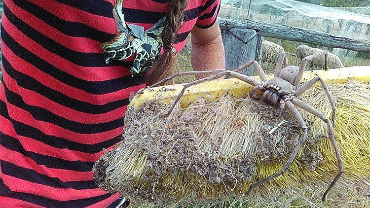 ¿Es la araña más grande que se haya fotografiado jamás?