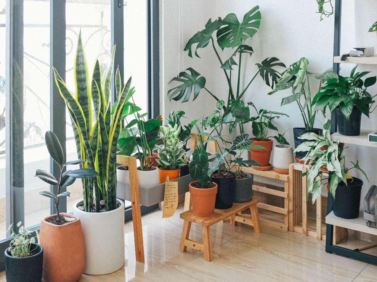 Consejos para cuidar tus plantas de interior Consejos para cuidar tus plantas de interior