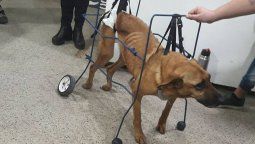 Necesitan ayuda para Chicha
