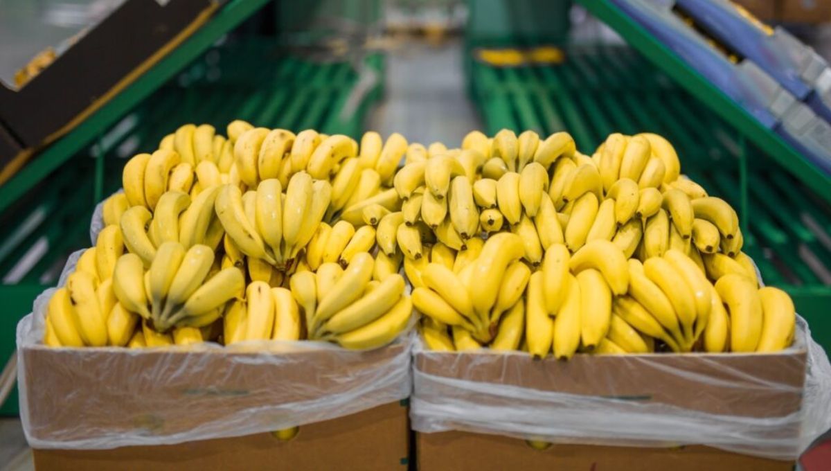 El oro amarillo de América del Sur