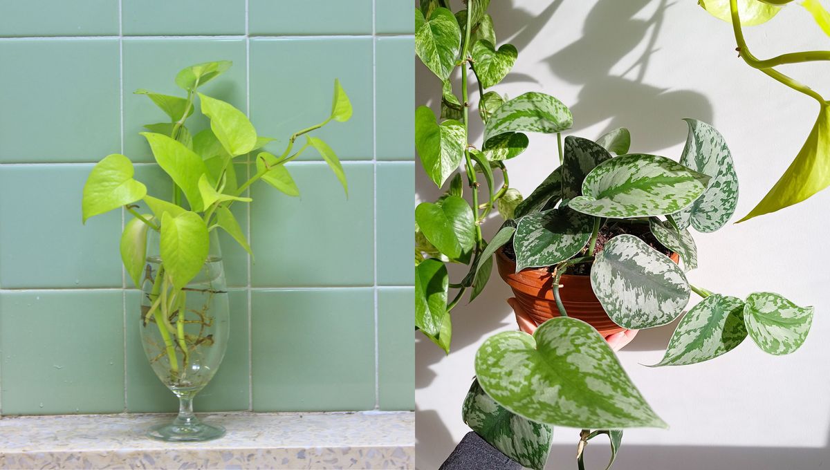 El potus se puede reproducir por medio de sus tallos y hojas. Solo debes colocar un esqueje joven en un recipiente con agua. El potus se puede reproducir por medio de sus tallos y hojas. Solo debes colocar un esqueje joven en un recipiente con agua. 