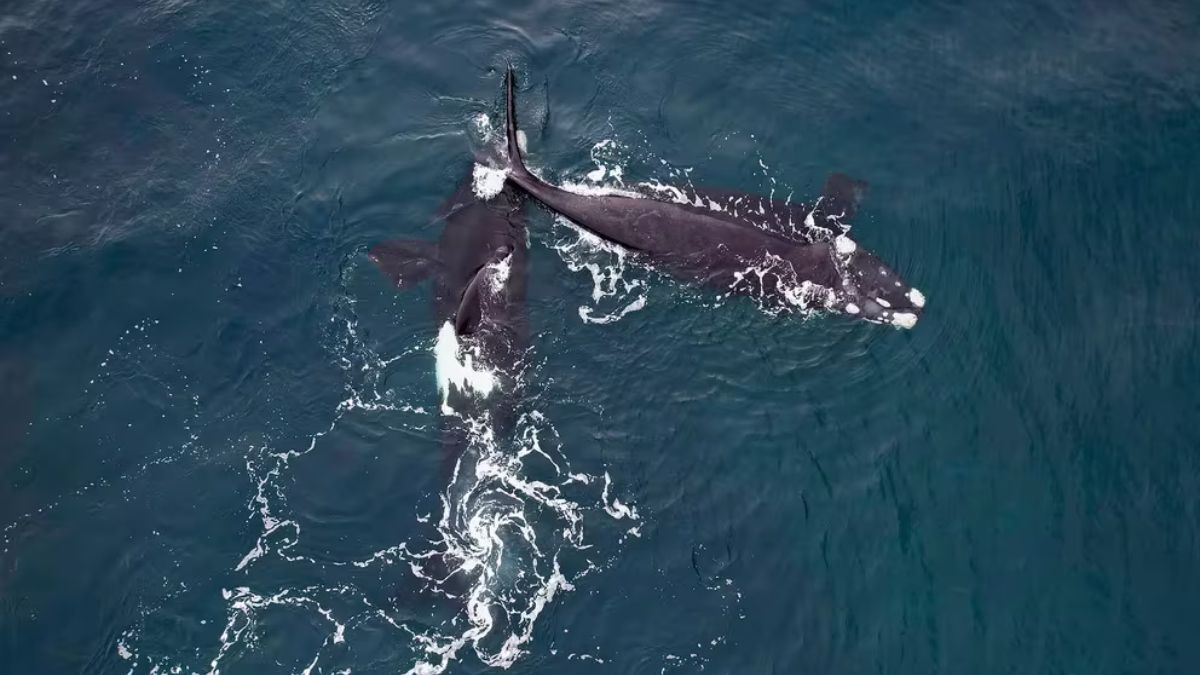 Los grupos ambientalistas aseguran que el Mar Argentino está en peligro. (Foto: Greenpeace)