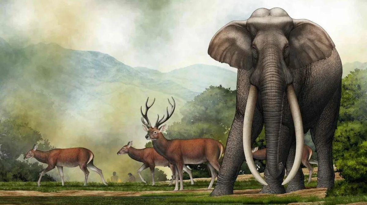 El descubrimiento de una rara especie de elefante que desconcertó a los arqueólogos El descubrimiento de una rara especie de elefante que desconcertó a los arqueólogos