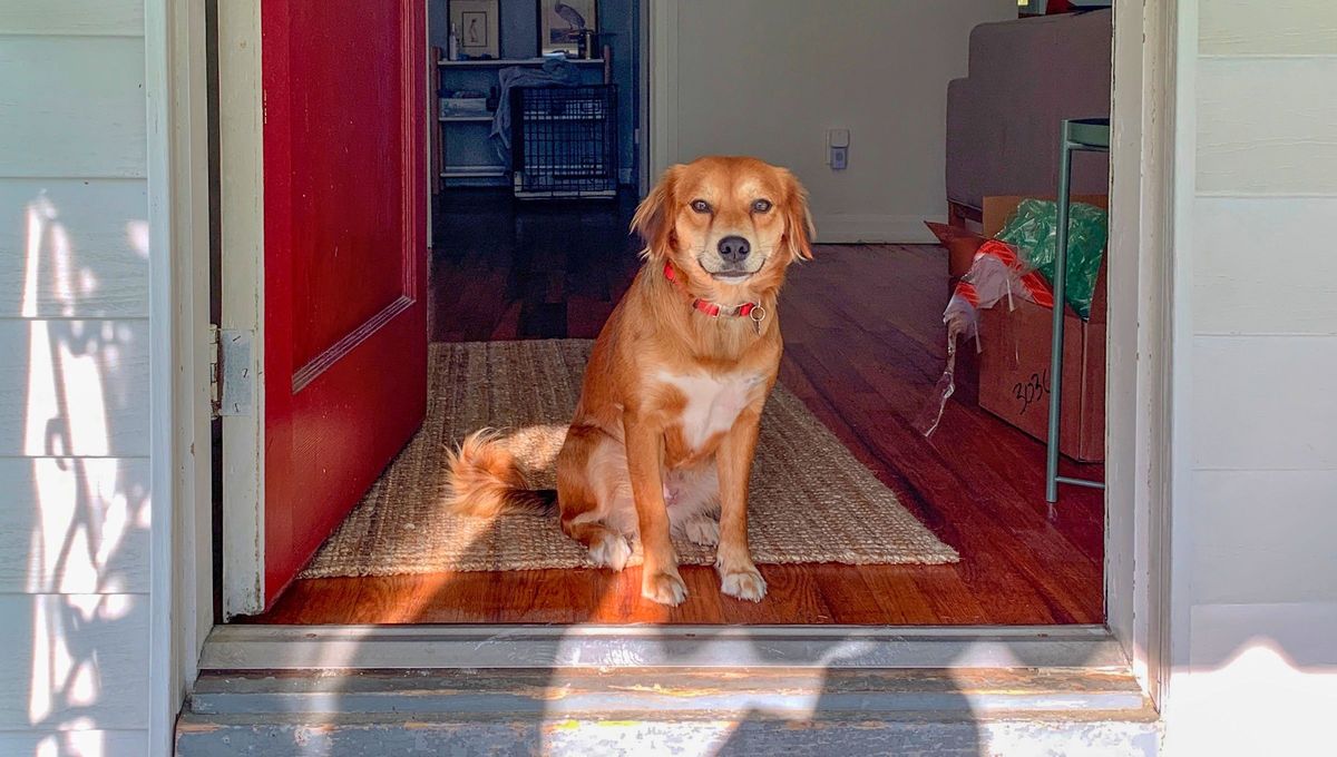 La raza de perro que no tiene problemas de comportamiento, según un adiestrador canino. Foto Canva