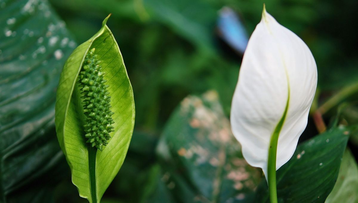Las plantas de interior son especies perfectas para decorar los ambientes