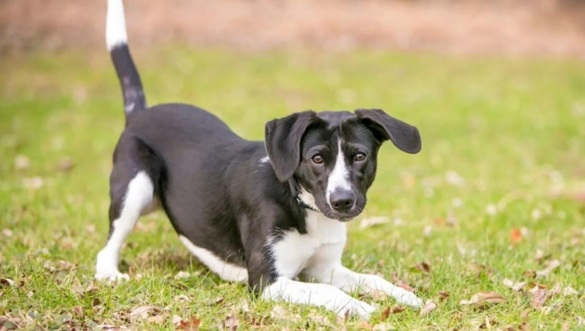Qué significa que mi perro mueva la cola en círculos según la ciencia veterinaria