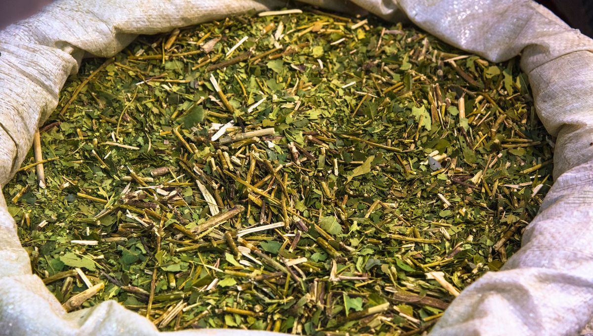 El mate se puede consumir caliente como infusión o frío, lo que se conoce como tereré. El mate se puede consumir caliente como infusión o frío, lo que se conoce como tereré. 