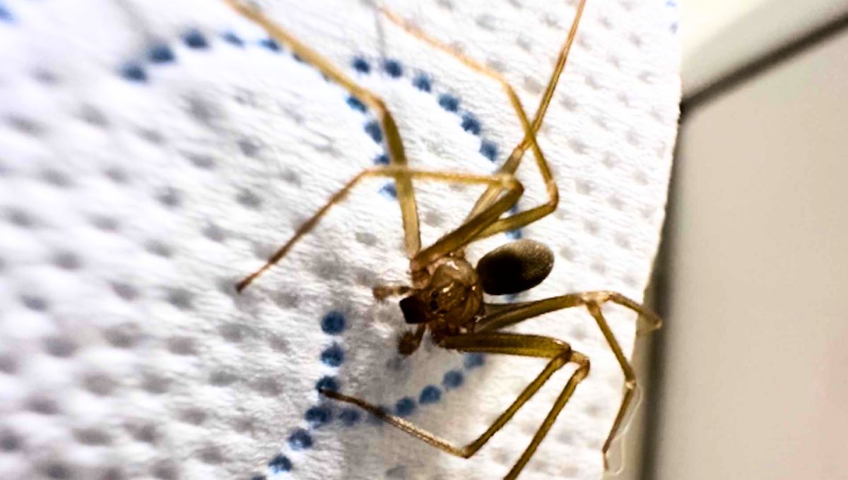 La araña violinista es una de las plagas más temidas de todas.