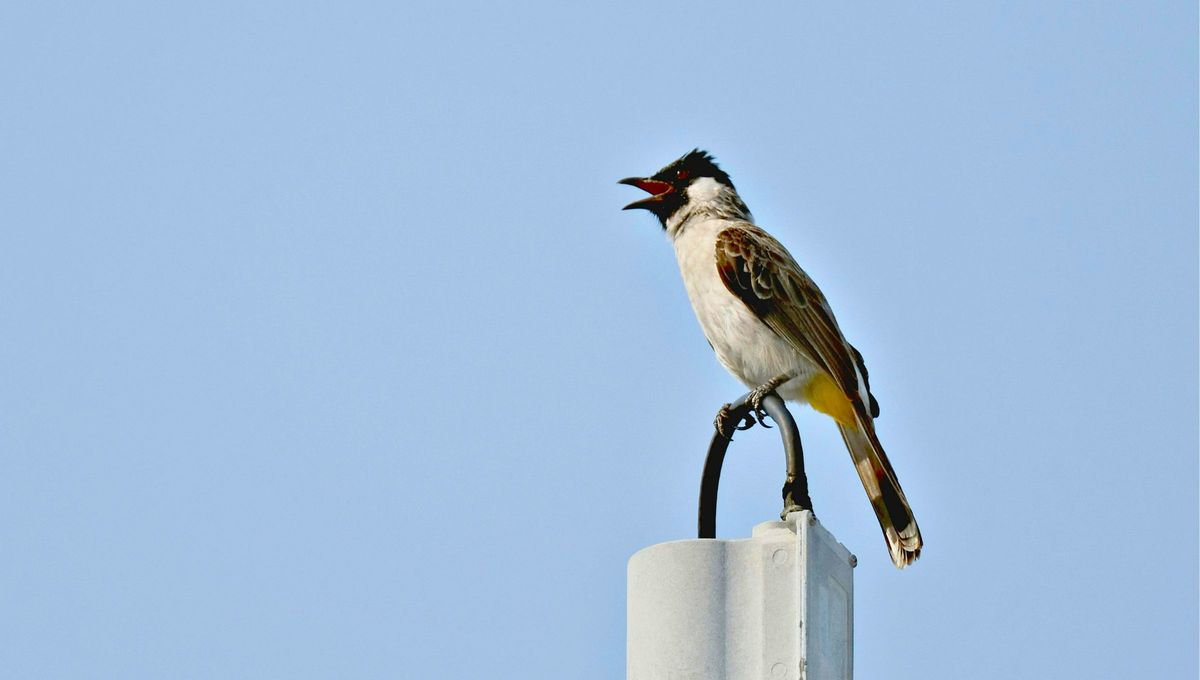 Cuando los pájaros cantan en tu jardín o cerca de tu casa es porque perciben el entorno como seguro y favorable. Cuando los pájaros cantan en tu jardín o cerca de tu casa es porque perciben el entorno como seguro y favorable.