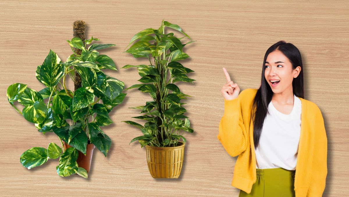 Ordena tus plantas y sus tallos gracias a un tutor de musgo.