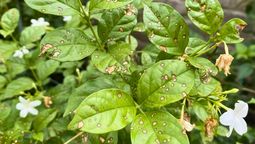 Cómo recuperar una planta de jazmín sin gastar demasiado presupuesto: el eficaz truco Cómo recuperar una planta de jazmín sin gastar demasiado presupuesto: el eficaz truco