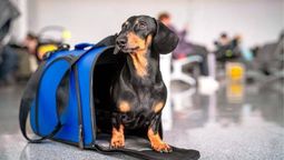 ¿cuanto sale viajar en avion con tu mascota dentro y fuera del pais?