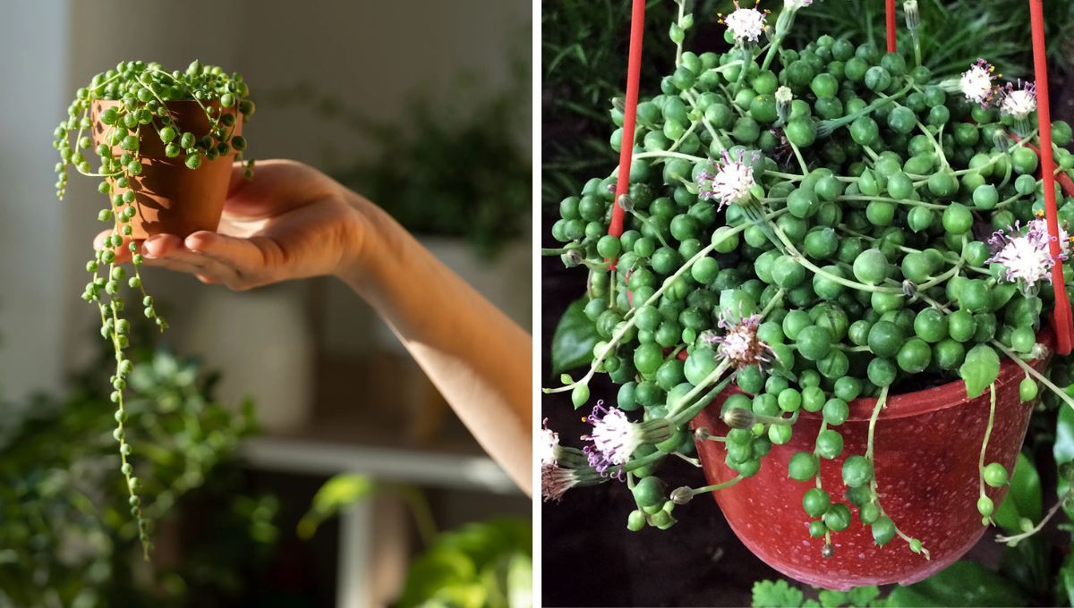 Descubre cómo conseguir que tu suculenta rosario se llene de flores