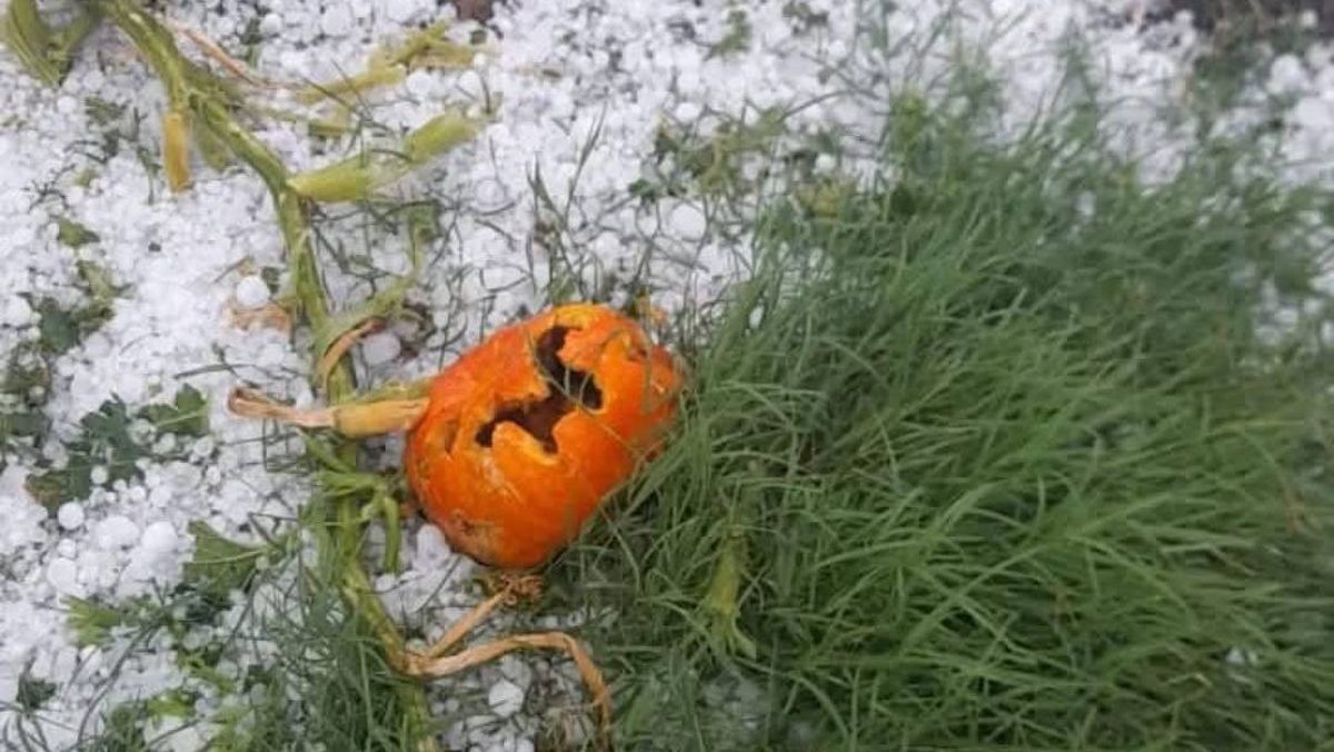 La producción de zapallo también se perdió bajo el granizo. La producción de zapallo también se perdió bajo el granizo.