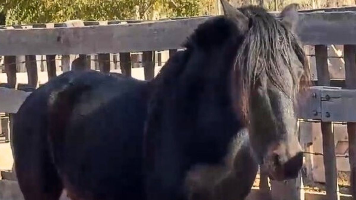 A través del comportamiento de los caballos, Tapia propone trabajar las emociones. A través del comportamiento de los caballos, Tapia propone trabajar las emociones.