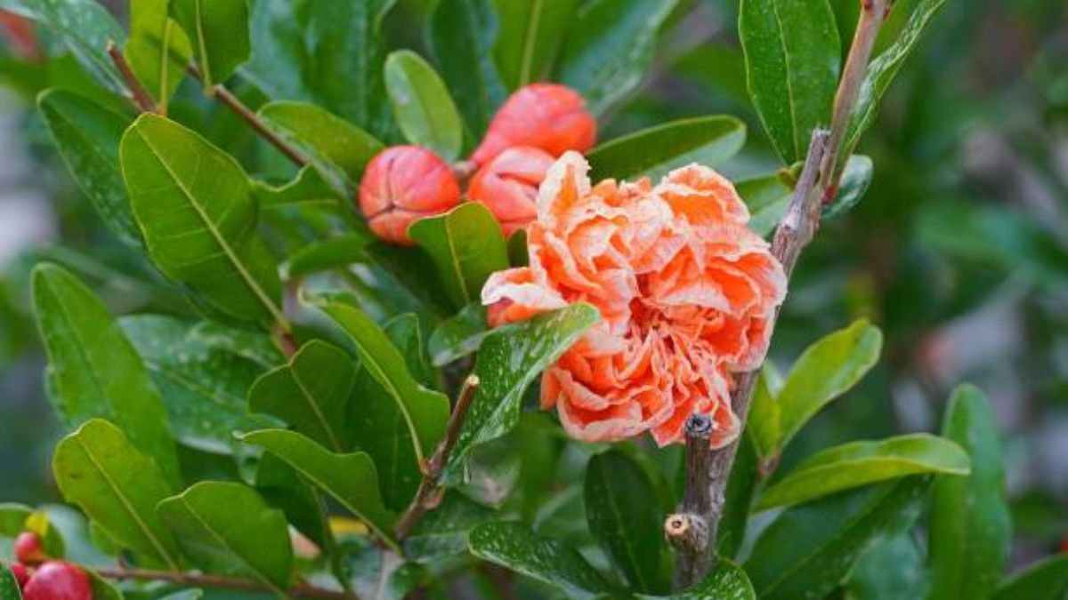 Ni limonero ni naranjo: el árbol frutal que no levanta el suelo con sus raíces y exige pocos cuidados de jardinería