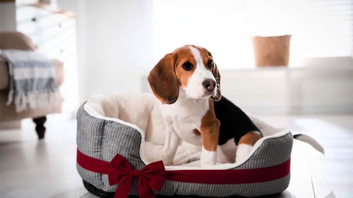 Colocar una cinta roja en la cama de tu perro: por qué recomiendan hacerlo y para qué sirve