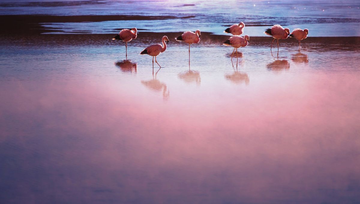 A pesar de estas condiciones extremas es uno de los principales sitios de reproducción de los flamencos enanos. A pesar de estas condiciones extremas es uno de los principales sitios de reproducción de los flamencos enanos.