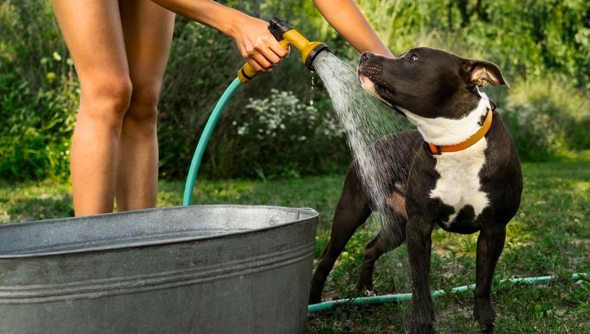 Tu perro puede sufrir golpes de calor si no le prestas atención en verano.&nbsp;