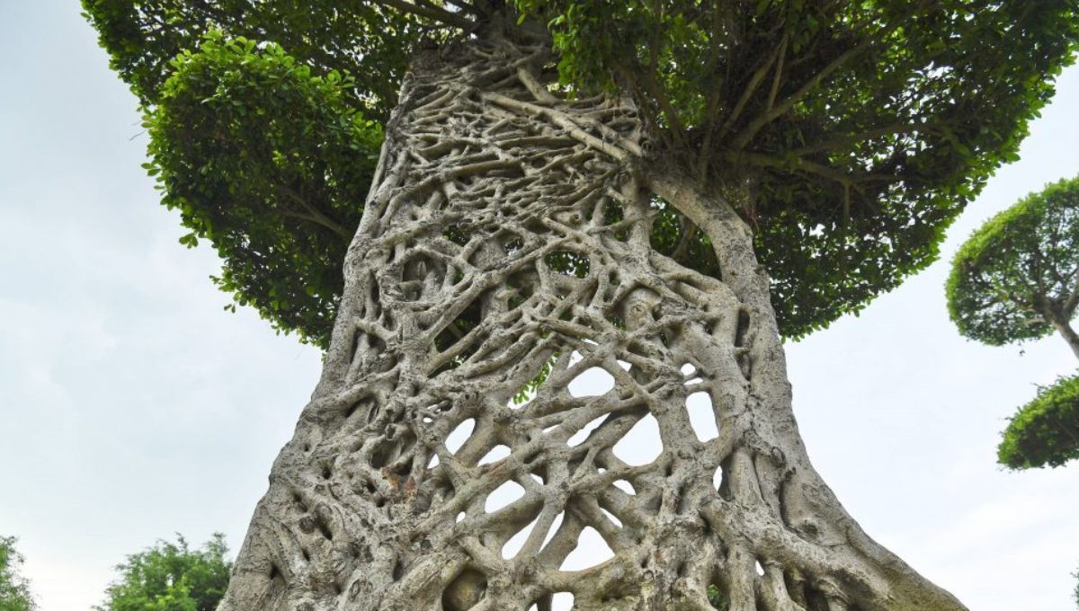 El árbol de Argentina que empieza su vida en lo alto y no en el suelo: una maravilla del mundo