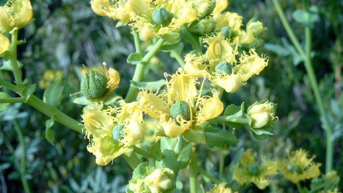 Qué significa que la ruda tenga flores en el jardín de casa. Qué significa que la ruda tenga flores en el jardín de casa.