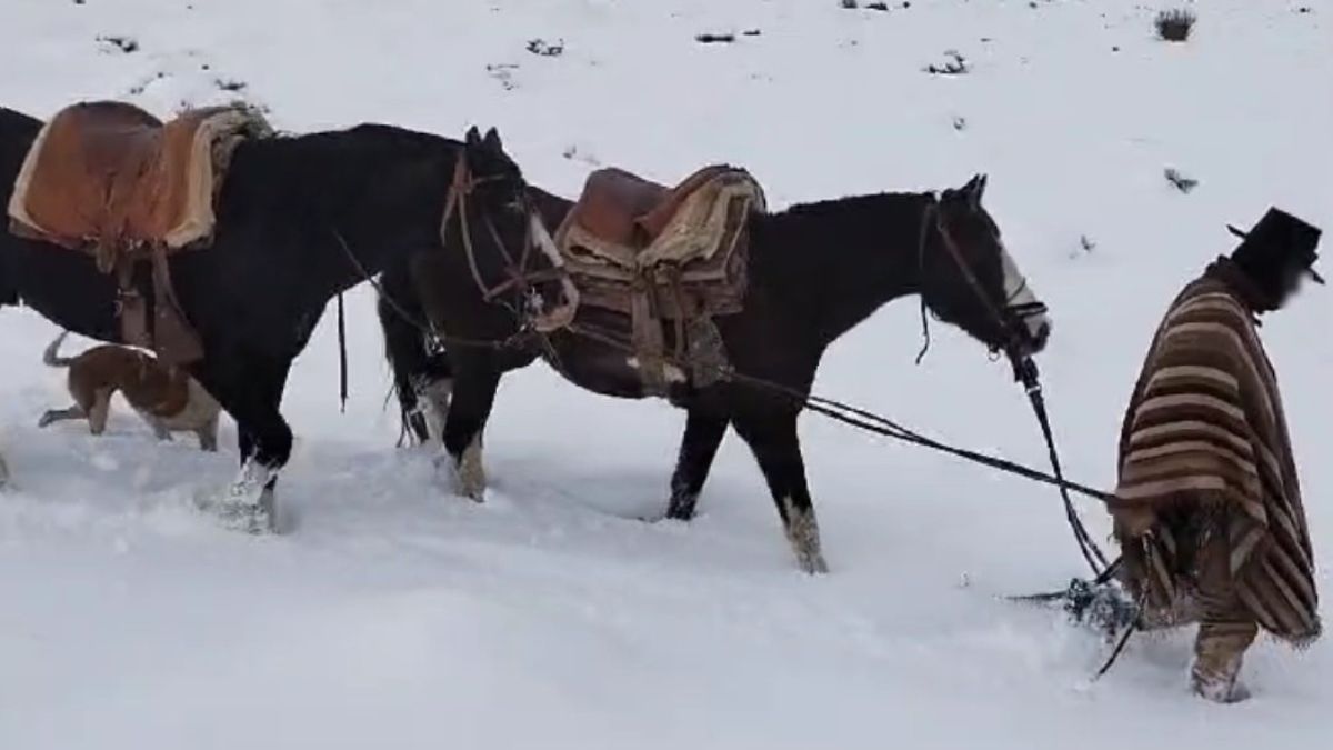 Uno de los caballos del arriero se había escapado con la montura puesta. Fue lo primero que hallaron los gendarmes. Uno de los caballos del arriero se había escapado con la montura puesta. Fue lo primero que hallaron los gendarmes.