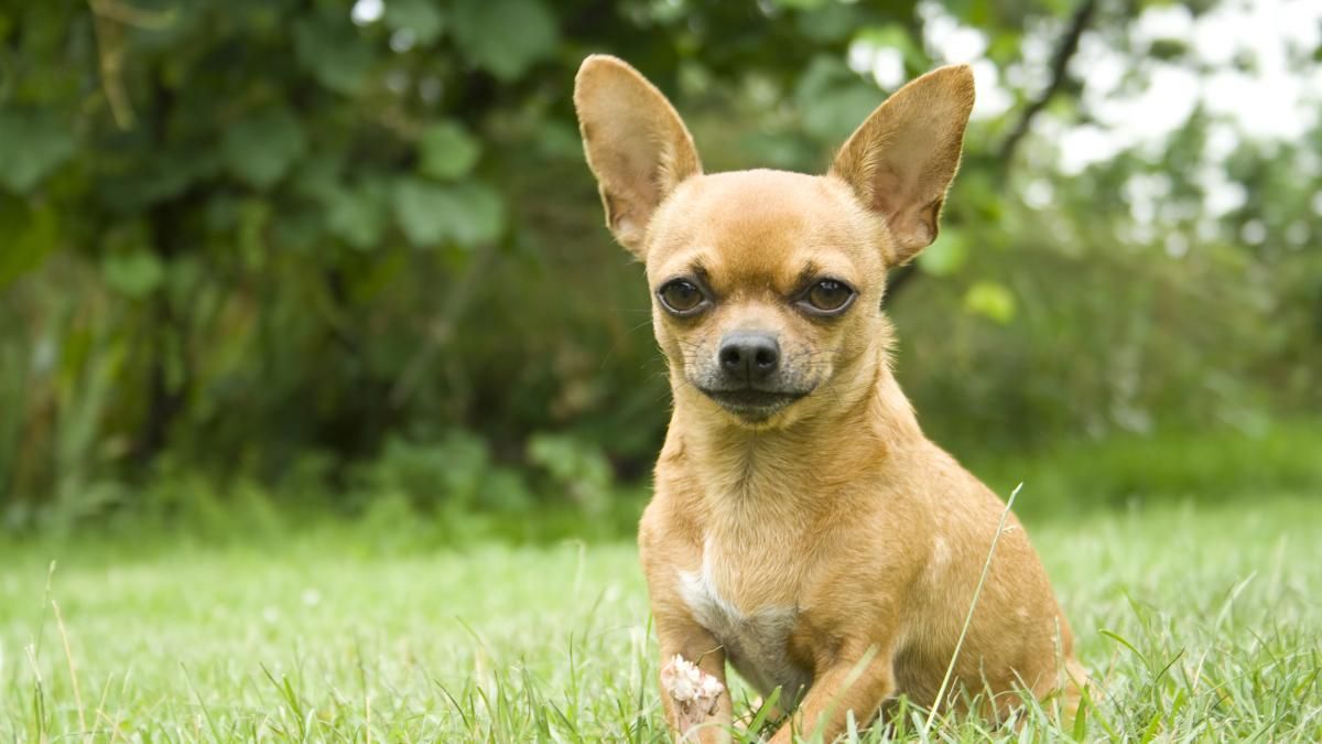 No hay que fiarse del tamaño de los chihuahuas. No hay que fiarse del tamaño de los chihuahuas.