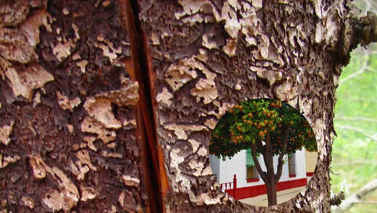 La amplitud t&eacute;rmica en oto&ntilde;o hace que la corteza del &aacute;rbol se dilate de d&iacute;a y se contraiga de noche, por eso es necesario algunos cuidados clave en tu naranjo.