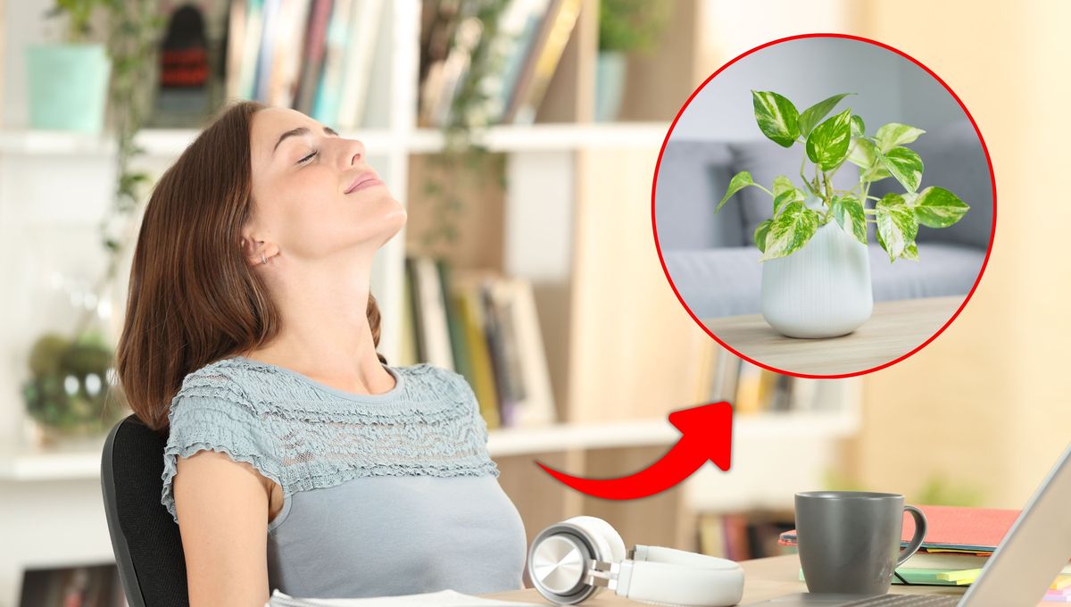 Cómo usar tu planta de potus para purificar el aire de la casa