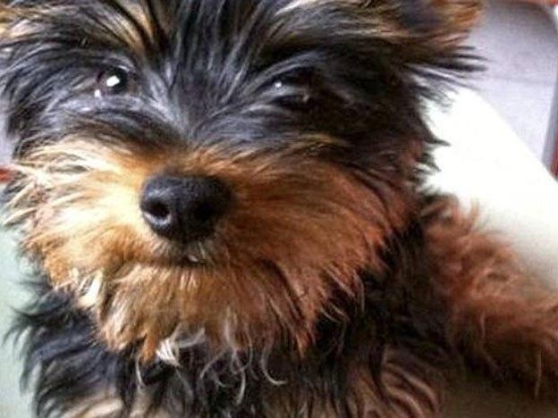 No le alcanzó con los insultos y le tiró un perro al árbitro