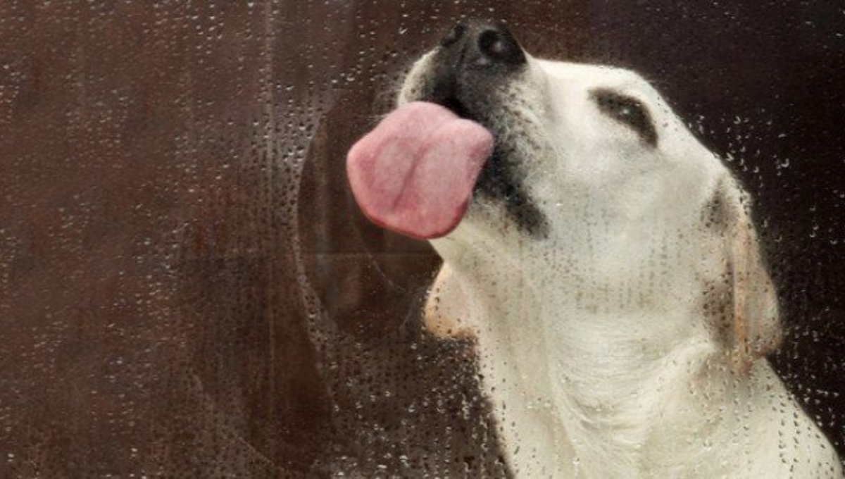 Qué significa que mi perro le pase la lengua al vidrio