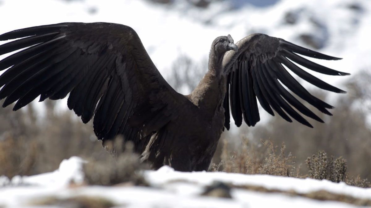 Ambiente firmó convenios con fudaciones que trabajan por la protecciones y conservación de especies.