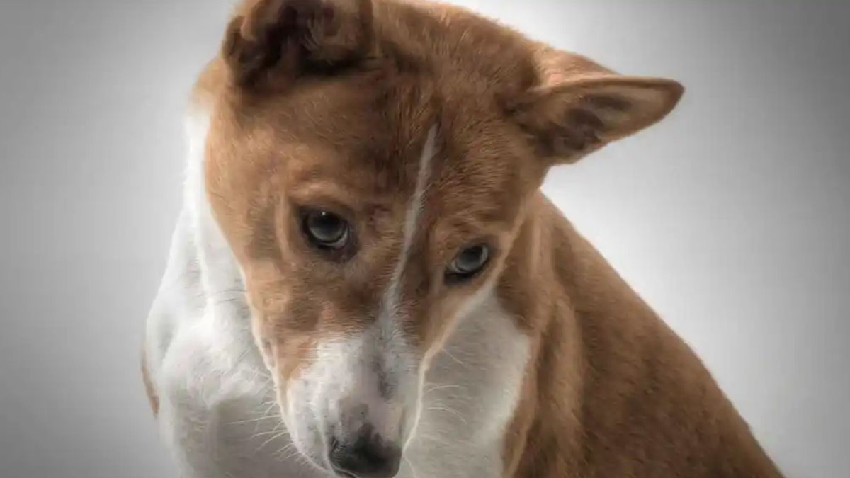 Astrología: así es el perro de cada signo. Astrología: así es el perro de cada signo.