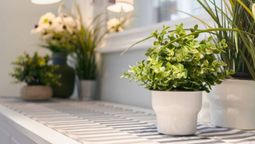 Esto significa decorar la casa con plantas artificiales.