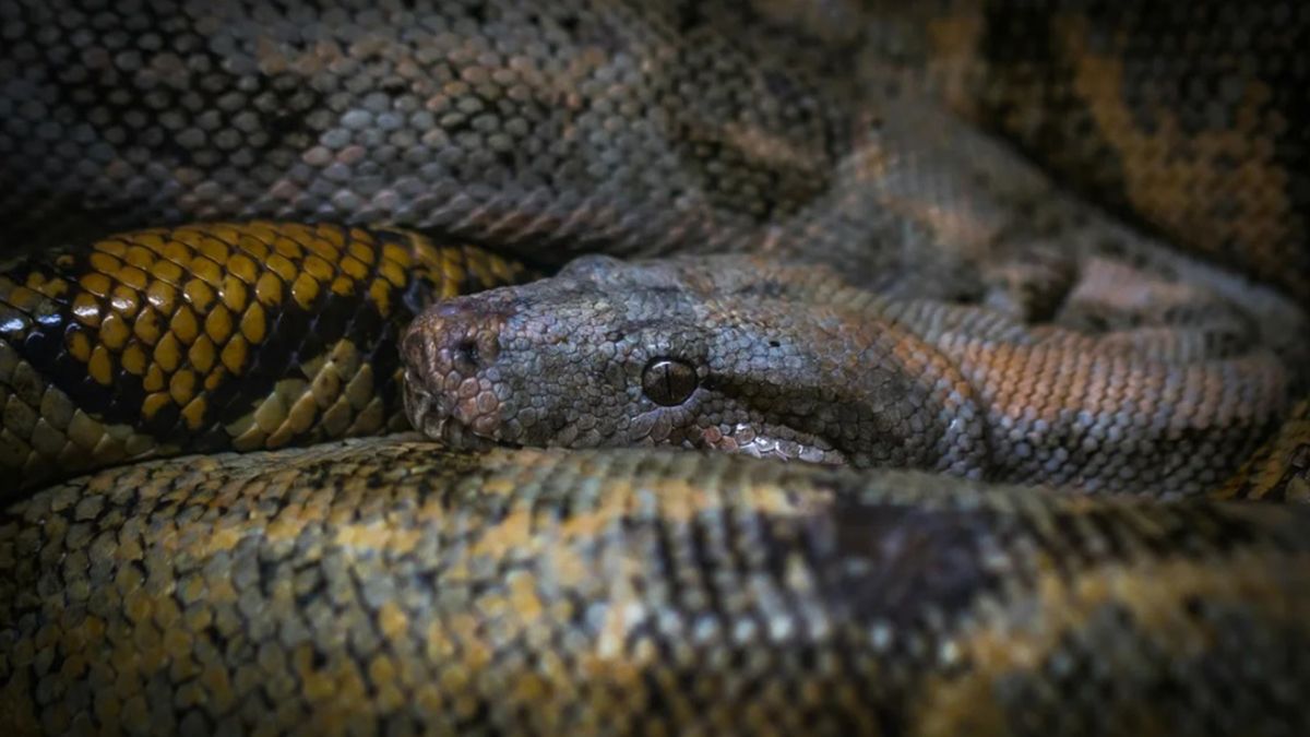 Encontraron a una mujer desaparecida en el estómago de una serpiente pitón de 5 metros