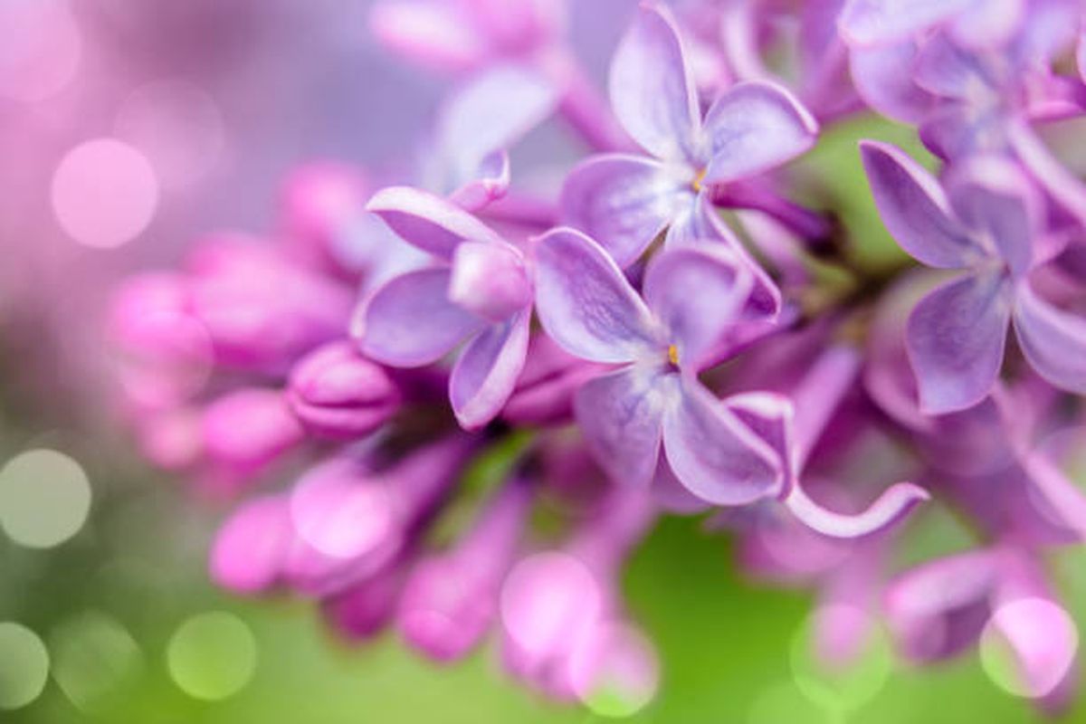 Lilas Lilas
