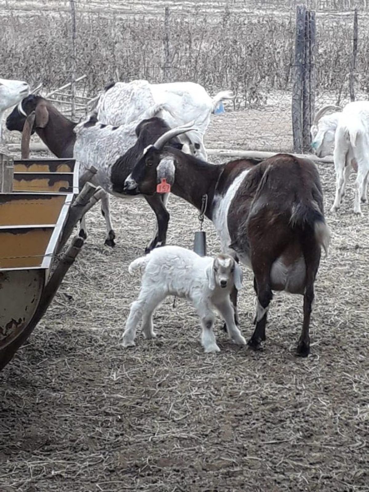 Los primeros pasos del cabrito criollo.