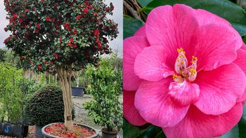 El árbol que se puede cultivar en maceta y cautiva a los jardineros con sus flores coloridas El árbol que se puede cultivar en maceta y cautiva a los jardineros con sus flores coloridas
