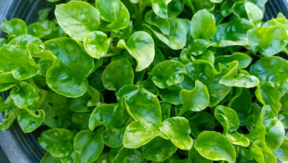 Mastuerzo. Mastuerzo.