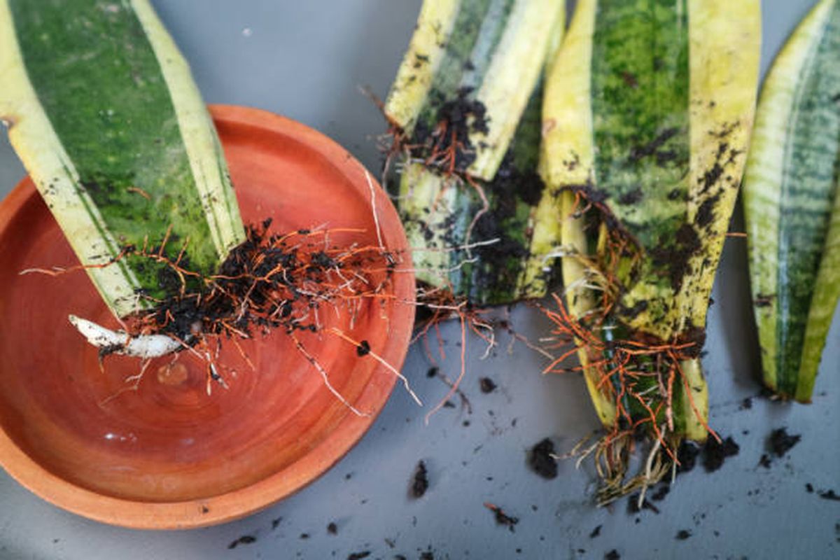Conocé qué pasa al enterrar un trozo de hoja de la sansevieria en una maceta. Conocé qué pasa al enterrar un trozo de hoja de la sansevieria en una maceta.