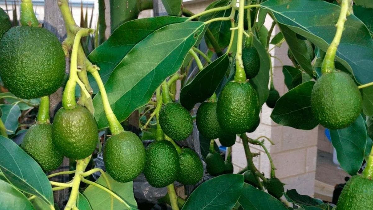 Dónde ubicar el árbol de palta en el jardín para que dé frutos grandes, según expertos Dónde ubicar el árbol de palta en el jardín para que dé frutos grandes, según expertos