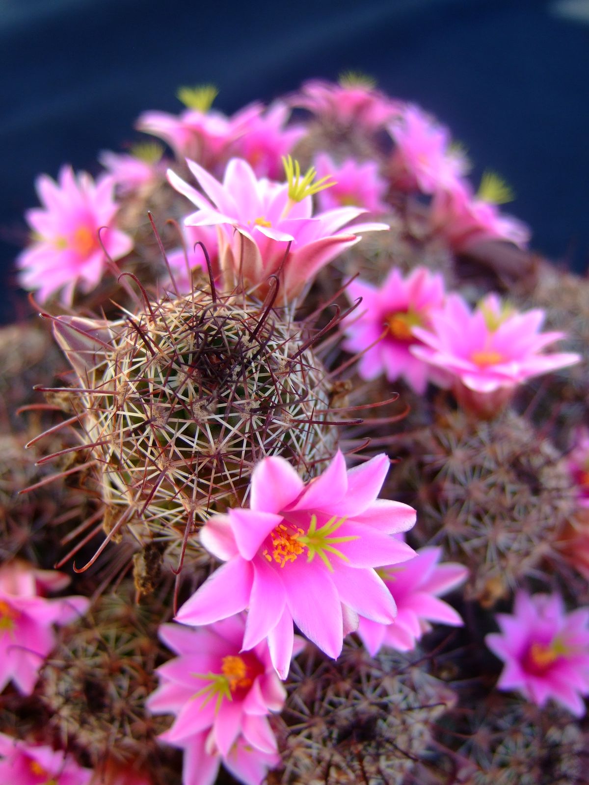 Si quieres cultivar un cactus que de flores delicadas