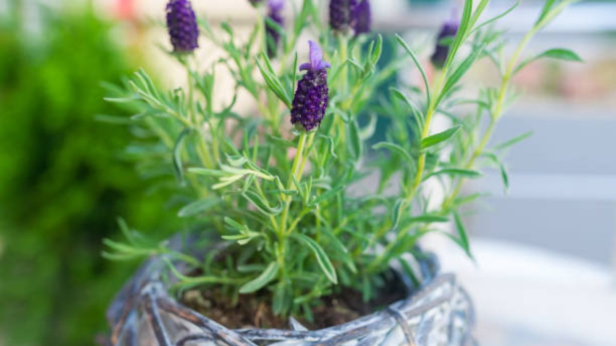 La lavanda dejará de ser la estrella de tu jardín.