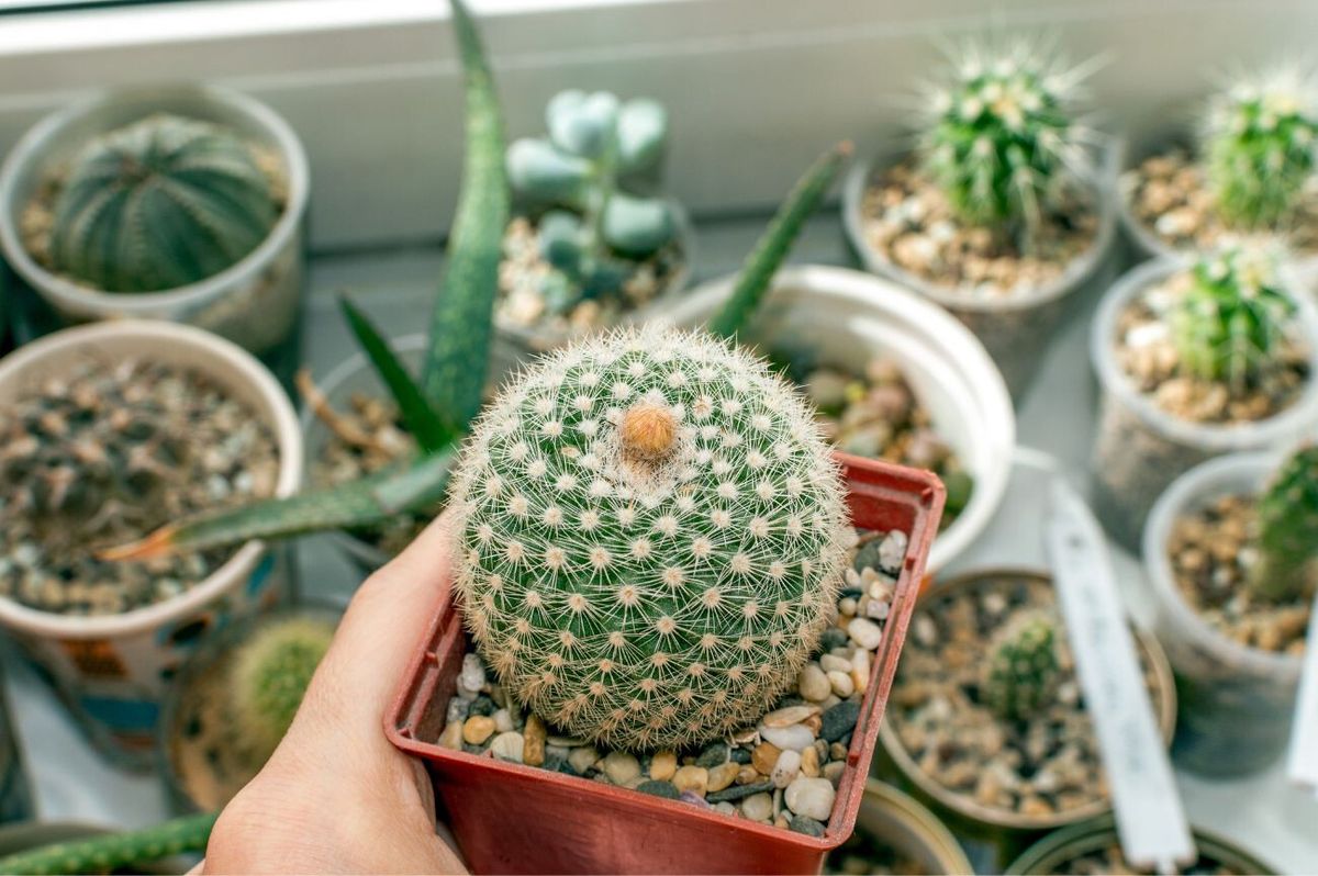 Qué significa que te regalen un cactus. Qué significa que te regalen un cactus.