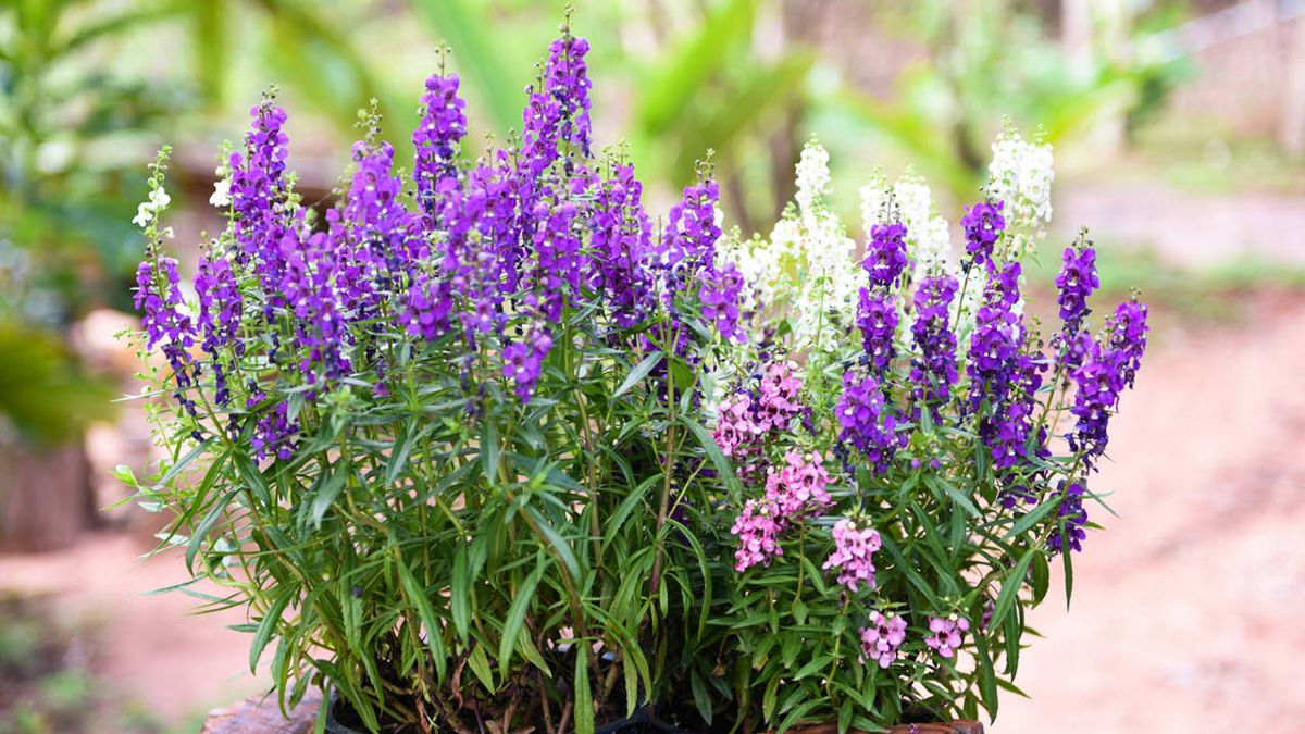 Esta planta crece en forma de mata. Esta planta crece en forma de mata.