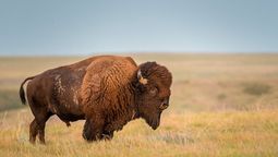 en 1993, donaron 300 bisontes americanos; hoy esta especie supera los 2.000 ejemplares y ayuda a recuperar uno de los ecosistemas mas amenazados de la tierra